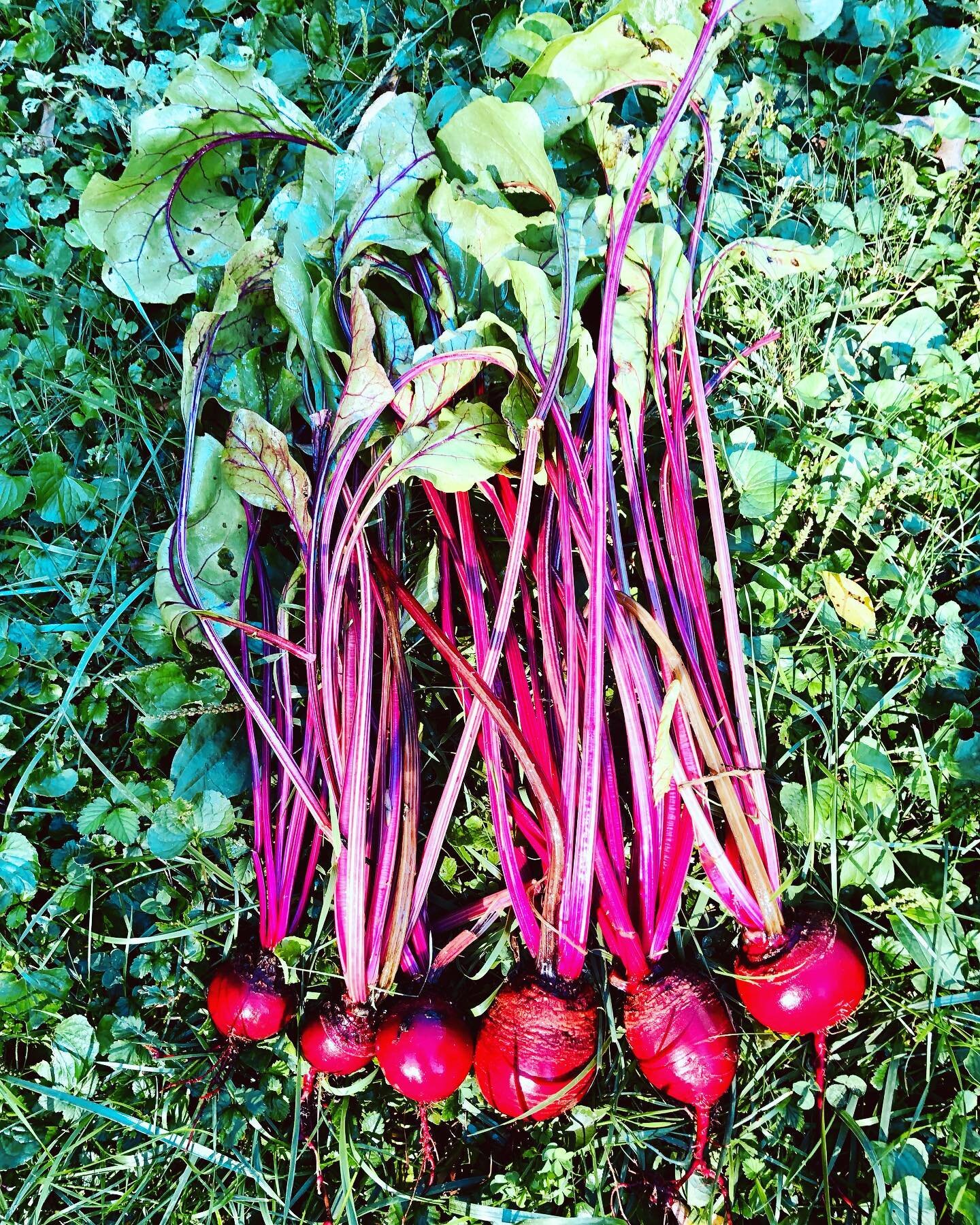 Beets! Are you a fan or a hater? The monsoon finally stopped long enough for me to pick these from my garden this morning. I&rsquo;ll be giving my neighbor the beets &amp; I&rsquo;ll be enjoying the tops. 😋
Beets are a great source of dietary nitrat