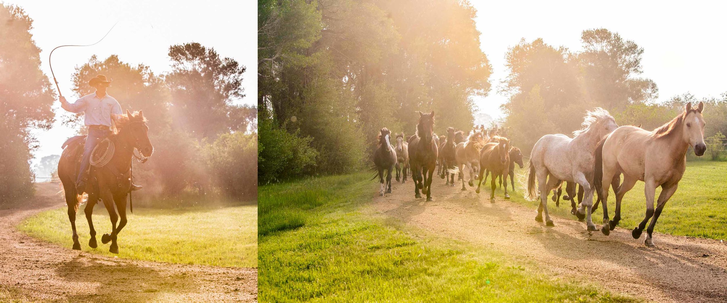 Vee Bar Dude Ranch Horses Morning Stampede Cowboy.jpg