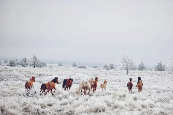 winter-horses.jpg