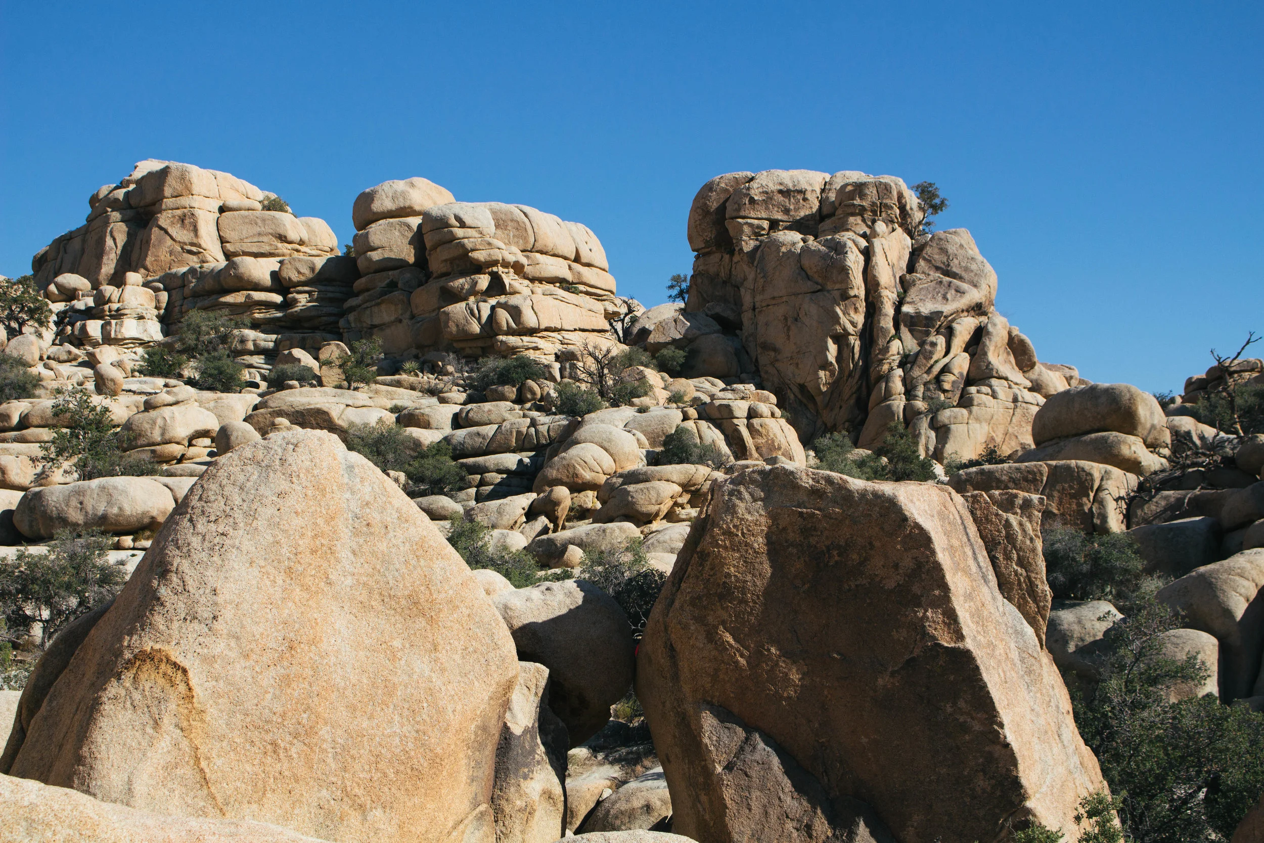 Joshua Tree