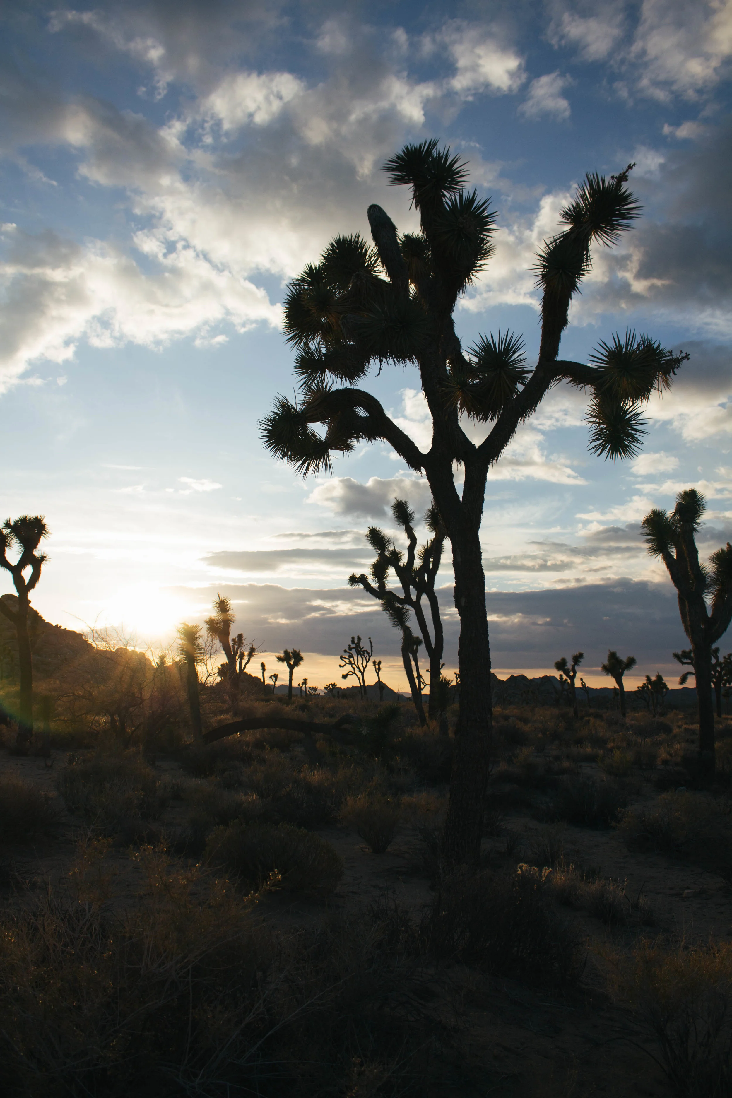 Joshua-Tree-9.jpg