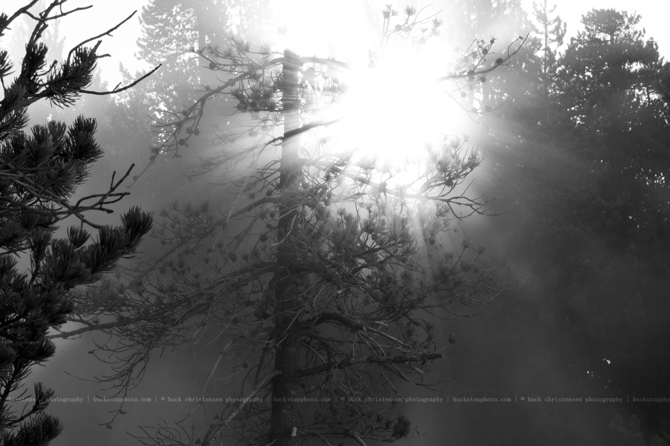 yellowstoneandtetons023