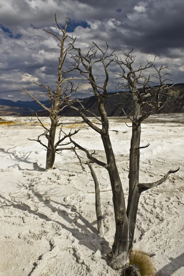 yellowstoneandtetons032