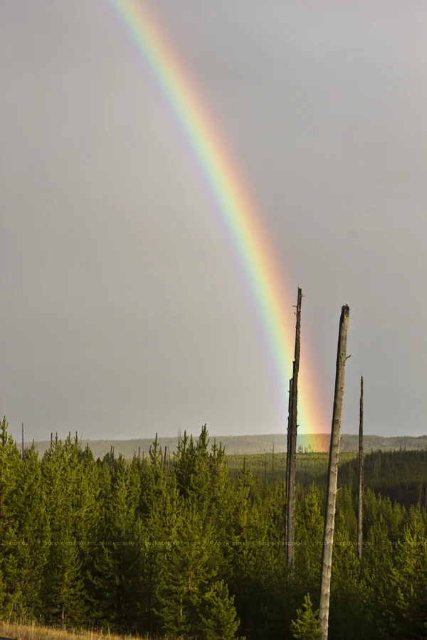 yellowstoneandtetons041