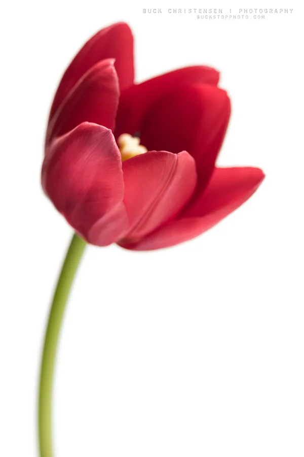 comfortable silence, red tulip