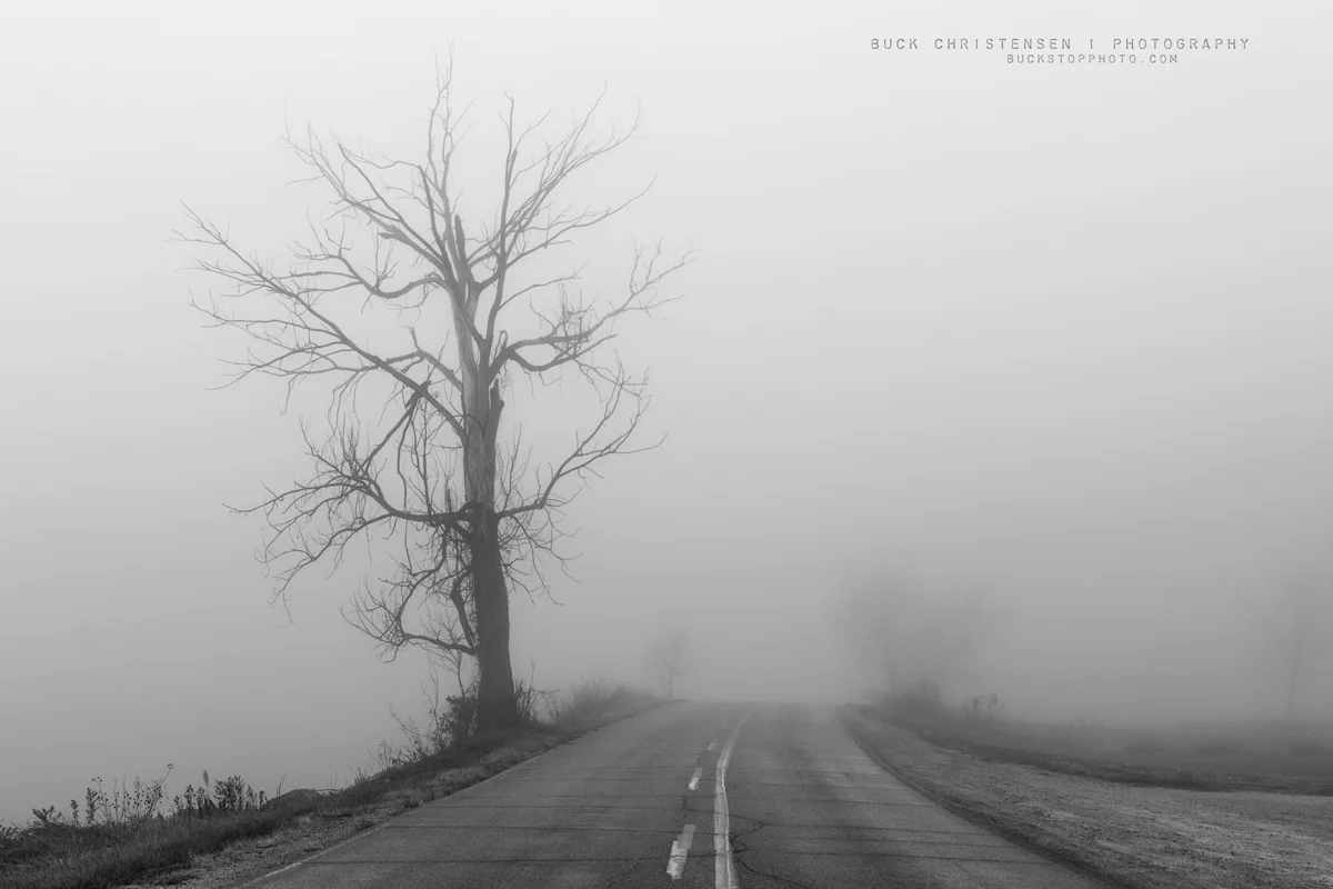 Tree in fog, Lake Manawa State Park, Council Bluffs, Iowa.