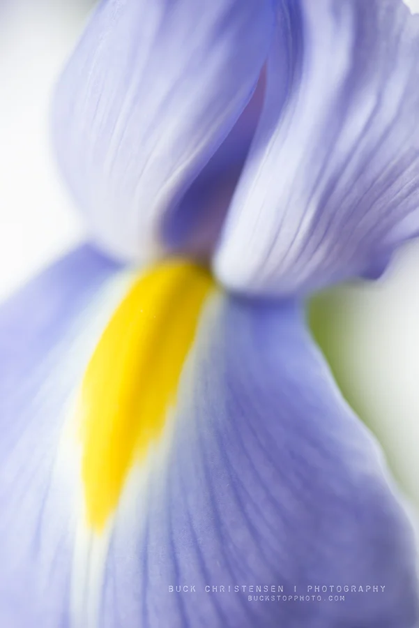 Close-up of an iris against a white background.