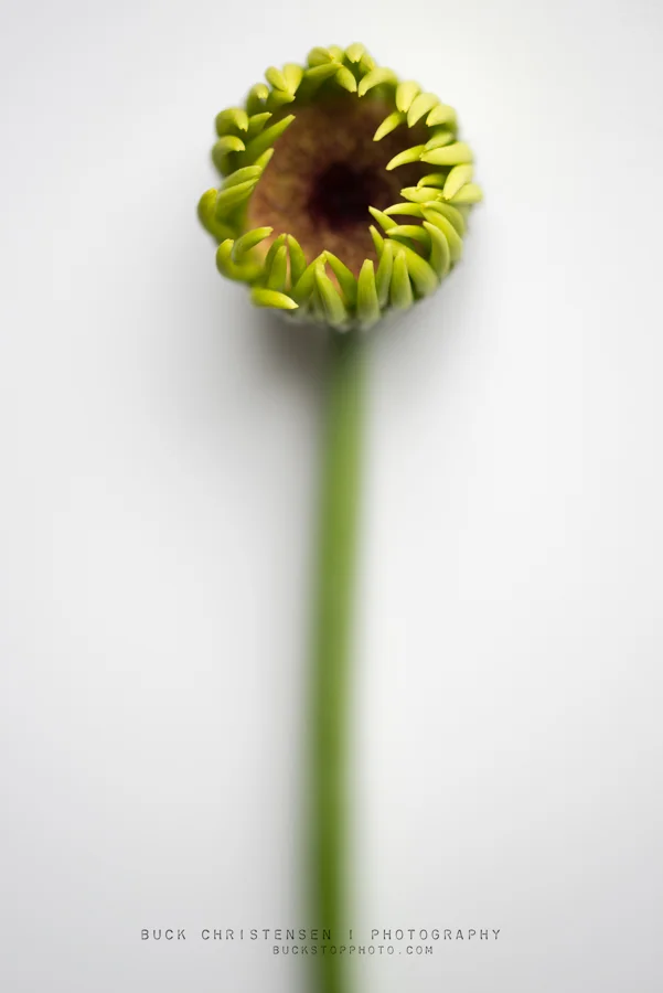 Immature gerbera daisy on white background.