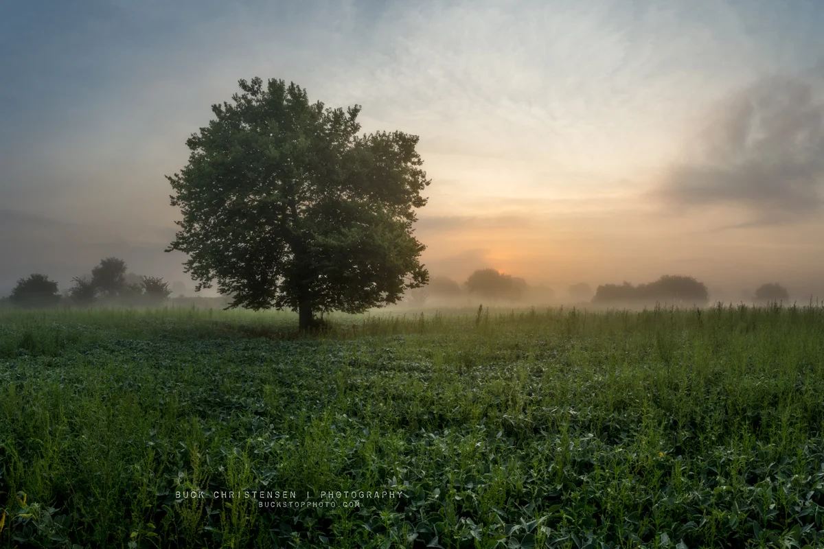 Tree during a foggy sunrise in Council Bluffs, Iowa.