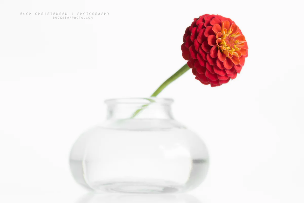 Zinnia in vase against a white background.