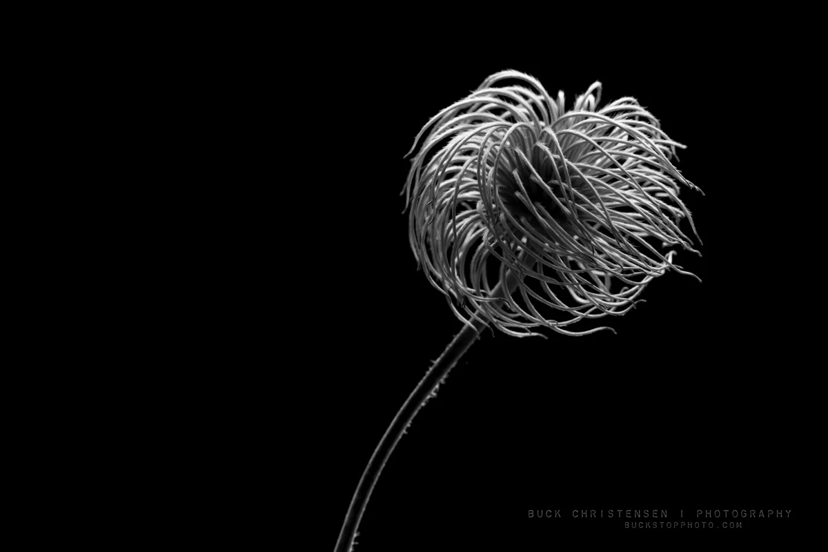 Black and white photograph of a clematis seed head.
