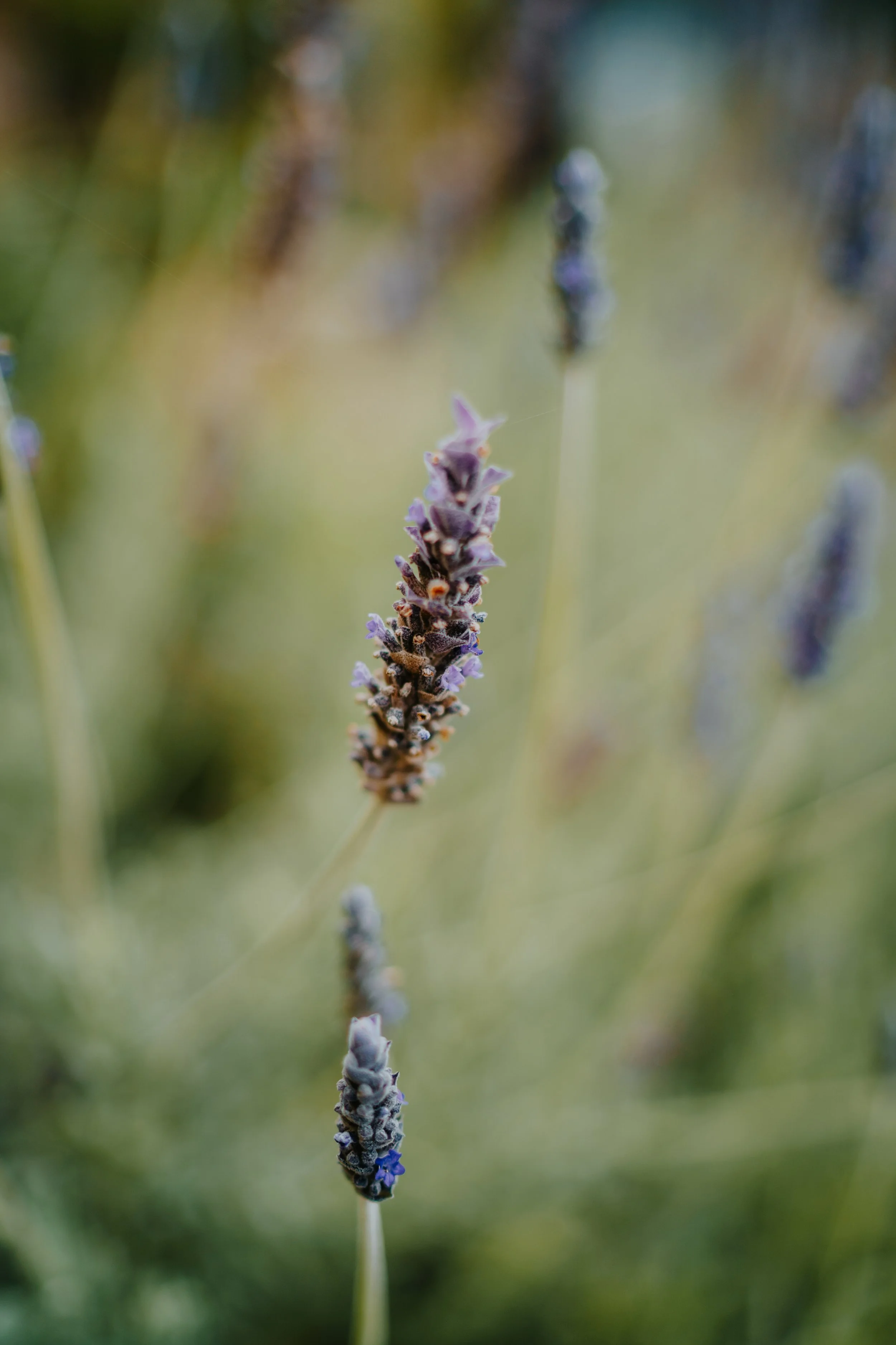 details-00815.jpg