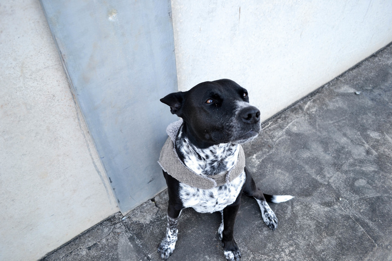 Dog coat sewing pattern review