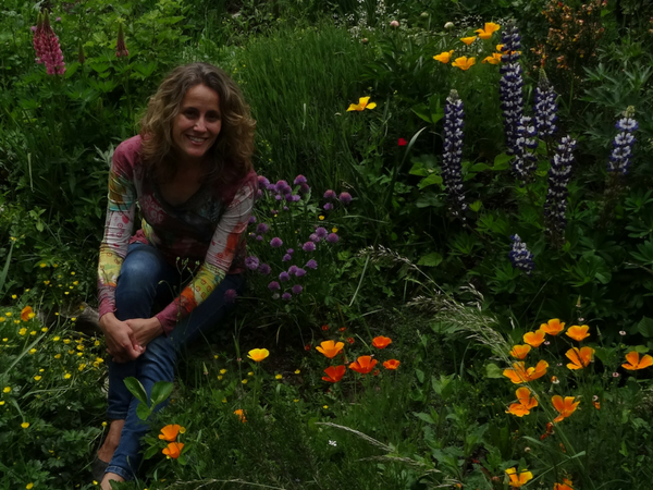 California wildflowers in our garden in France.