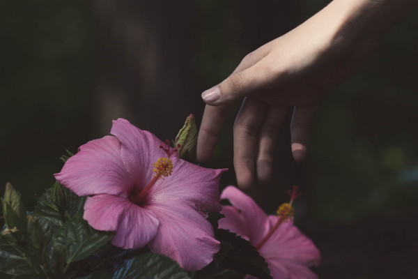 The Hibiscus Vagabond English