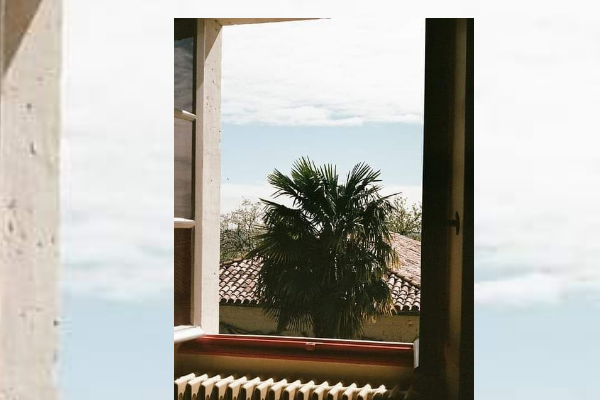 Palm Tree.png