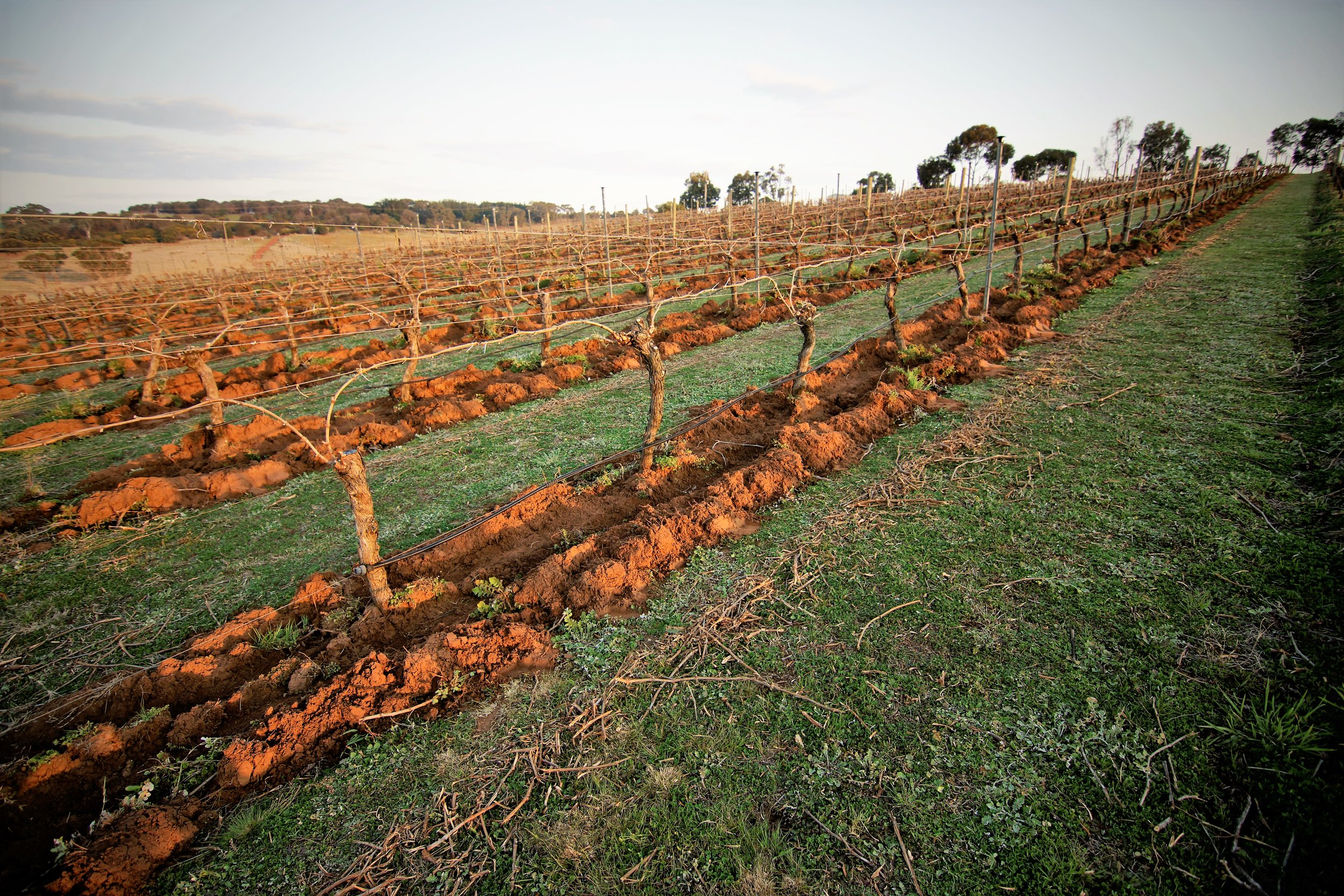 Vineyard Pruned and Cultivated 2015 brightened.jpg