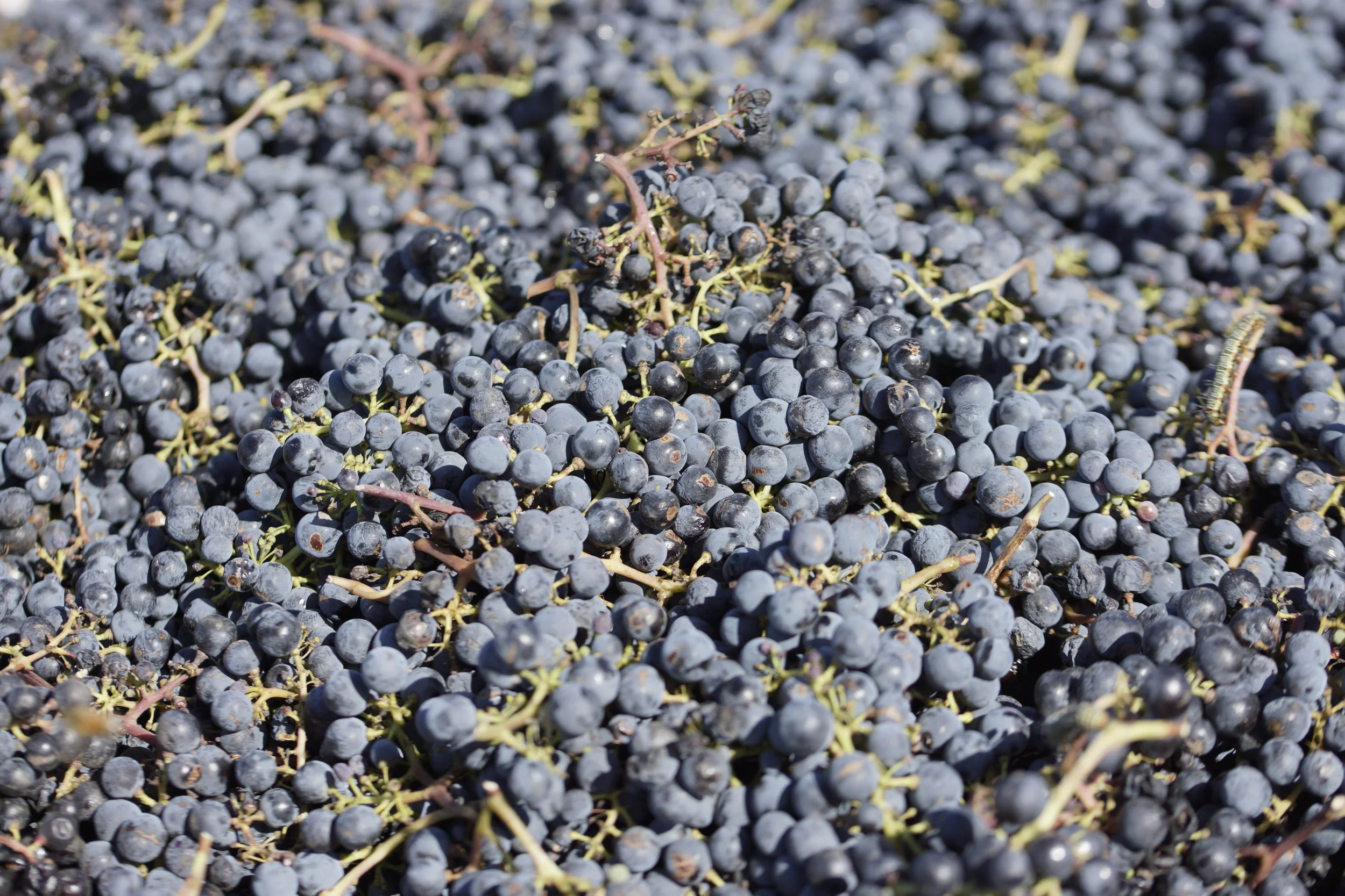 Shiraz