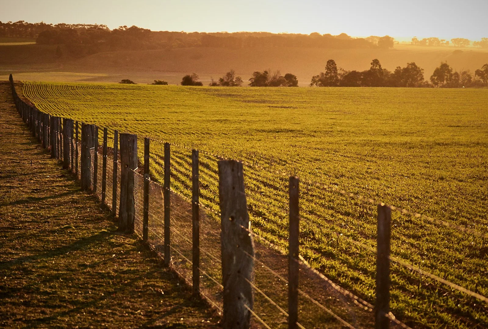 Spring Paddock redone for squarespace.jpg