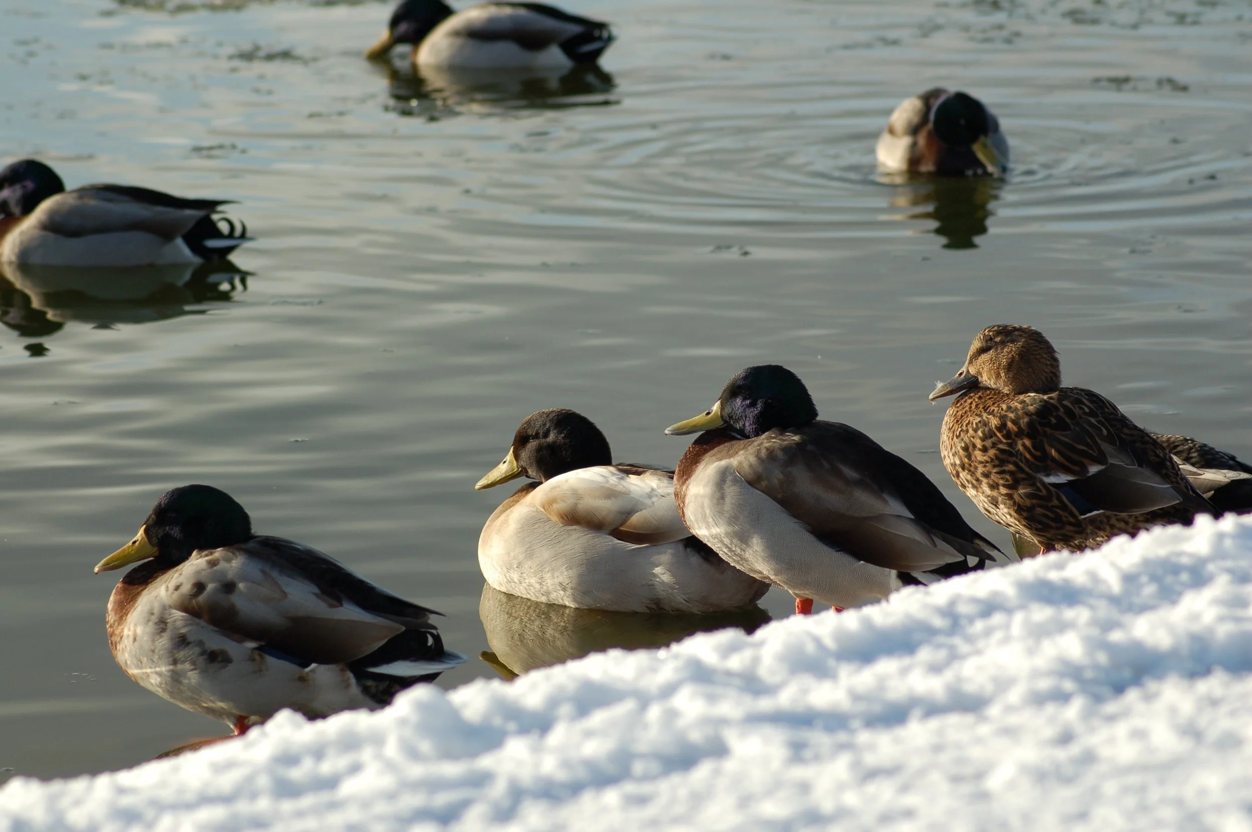 DSC_0059.jpg