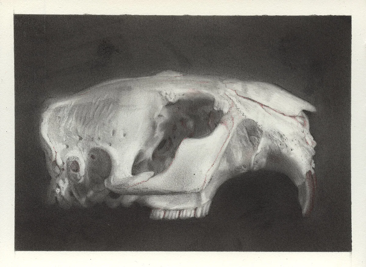 Beaver Skull
