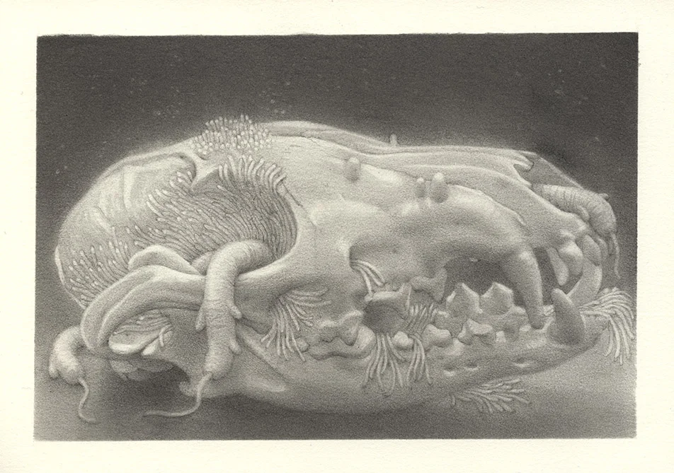 Fox Skull Growth