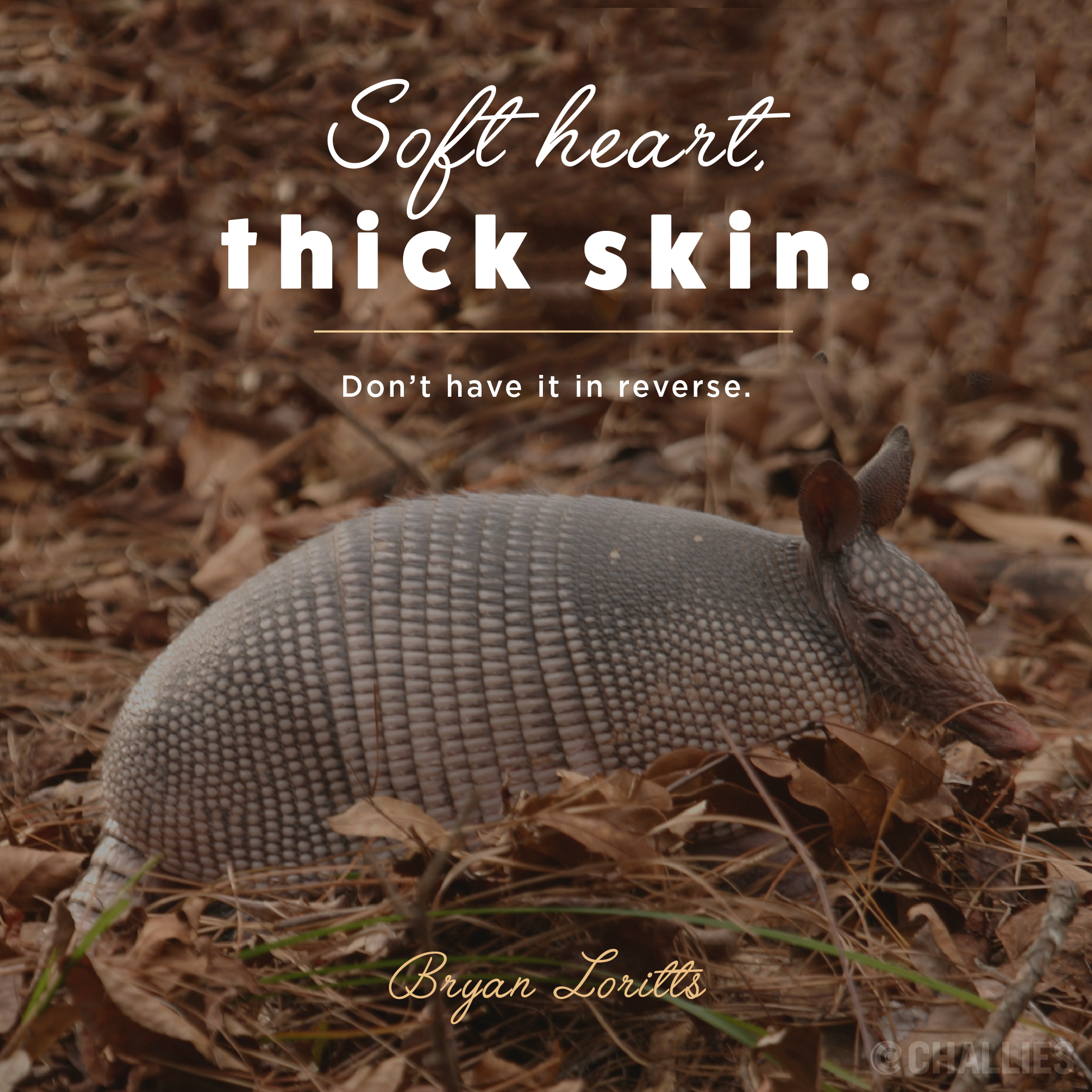 My career plan Be an armadillo