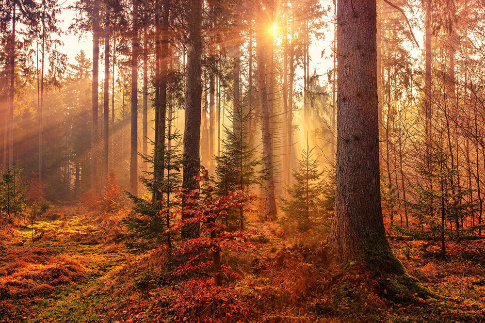 autumn forest.jpg