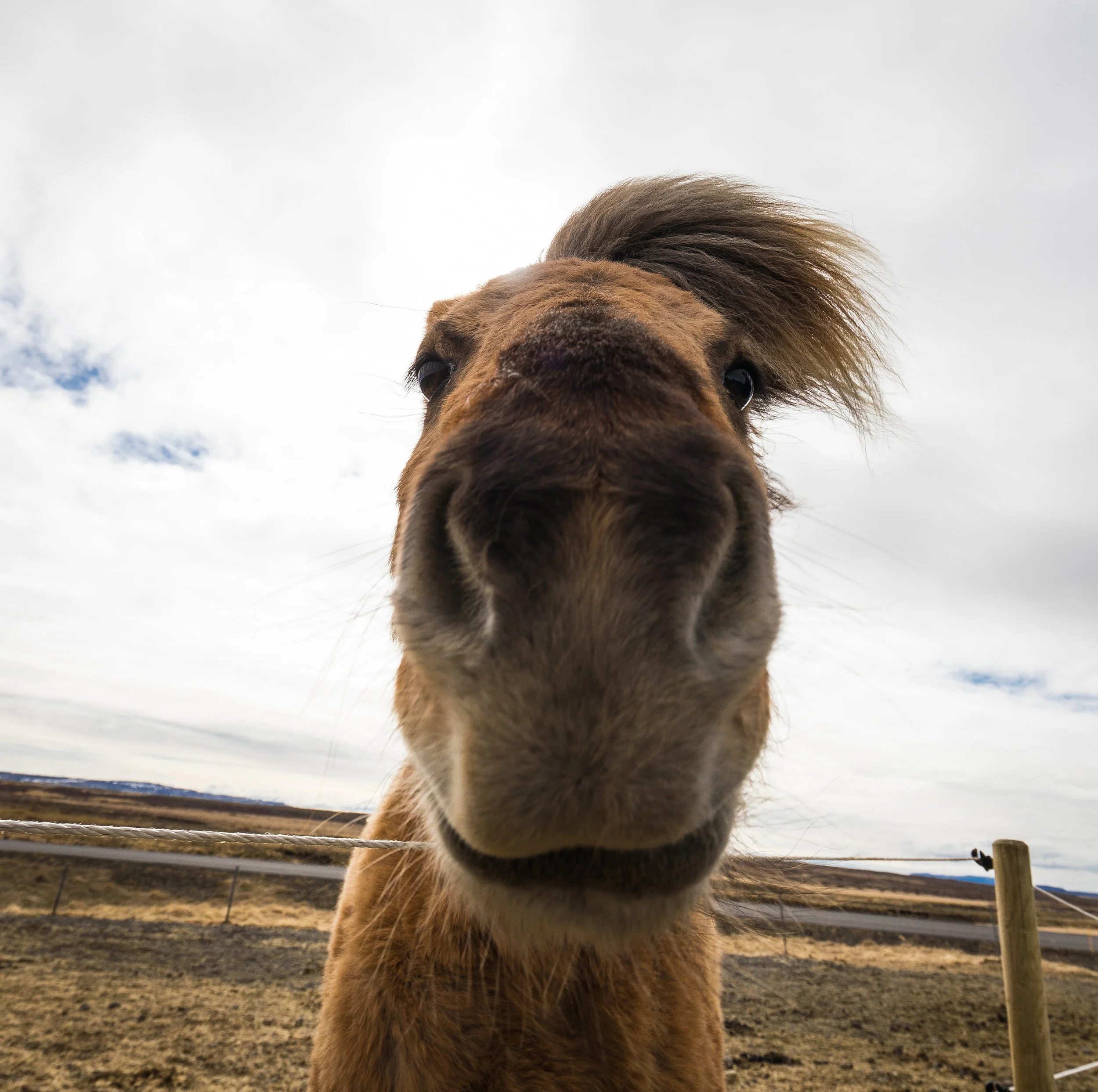 Icelandic horse with fabulous hair