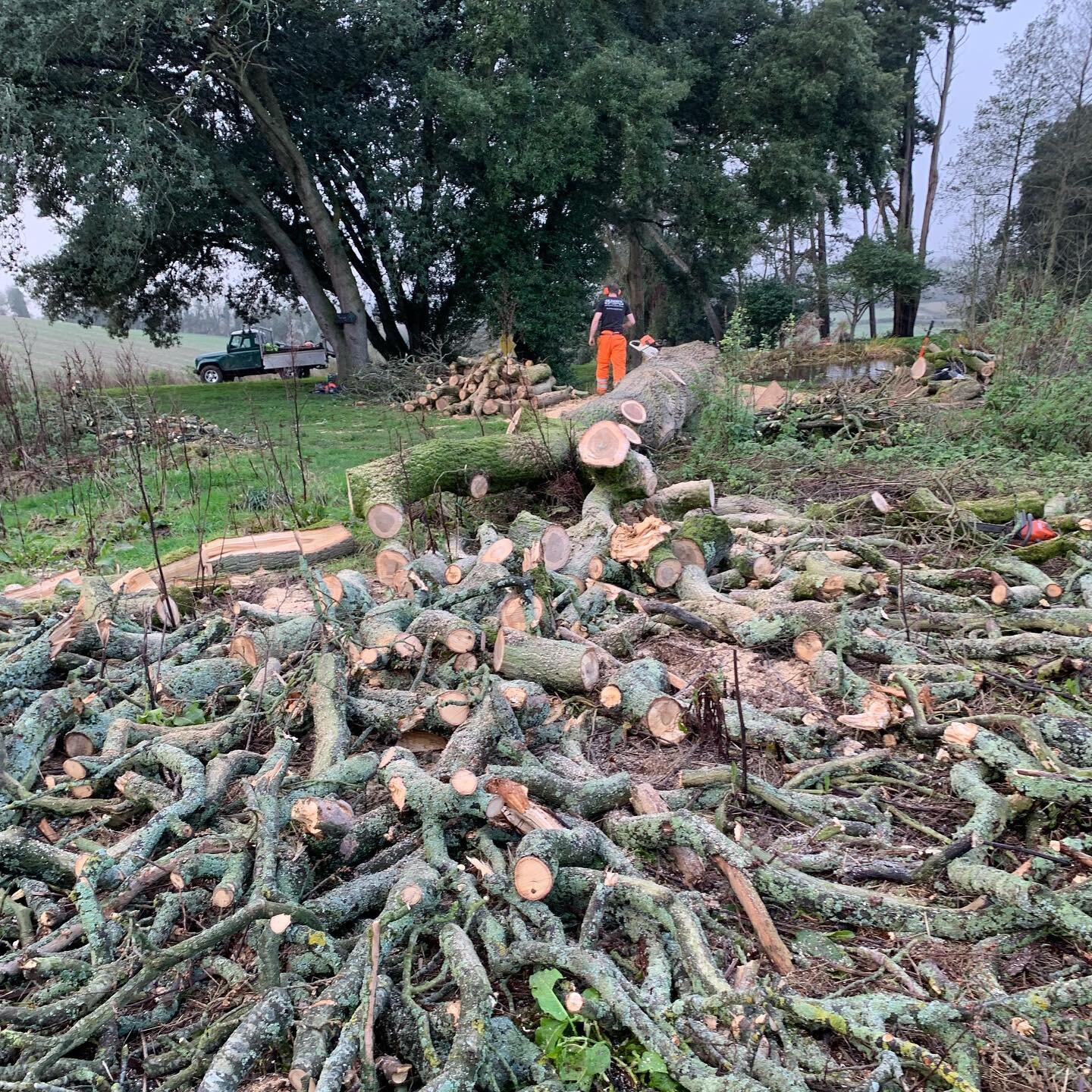 Felling of a large dead Oak.
.
.
.
.
.
#arborist #arboriculture #treesurgeon #firewood