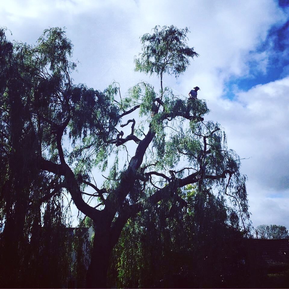 Crown reduction on a large Weeping willow.
.
.
.
.
#arborist #arblife #treesurgeon #arboriculture