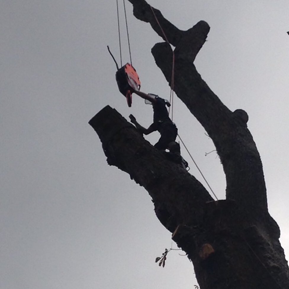 Crane removal.
.
.
.
.
.
#arborist #arboriculture #treesurgeon #arblife