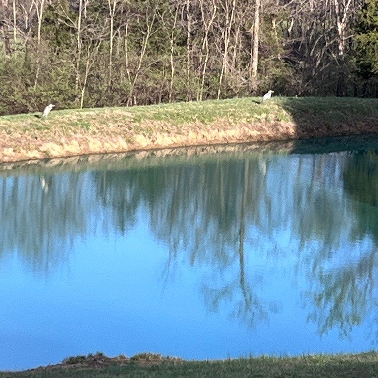 🪶 Stillness. Spaciousness. Signals.
Two herons landed at our pond yesterday. Not one, but two &mdash; wings wide, silent and strong. They stayed longer than usual. Watching. Being. Holding presence.

That&rsquo;s exactly how I&rsquo;ve been feeling 