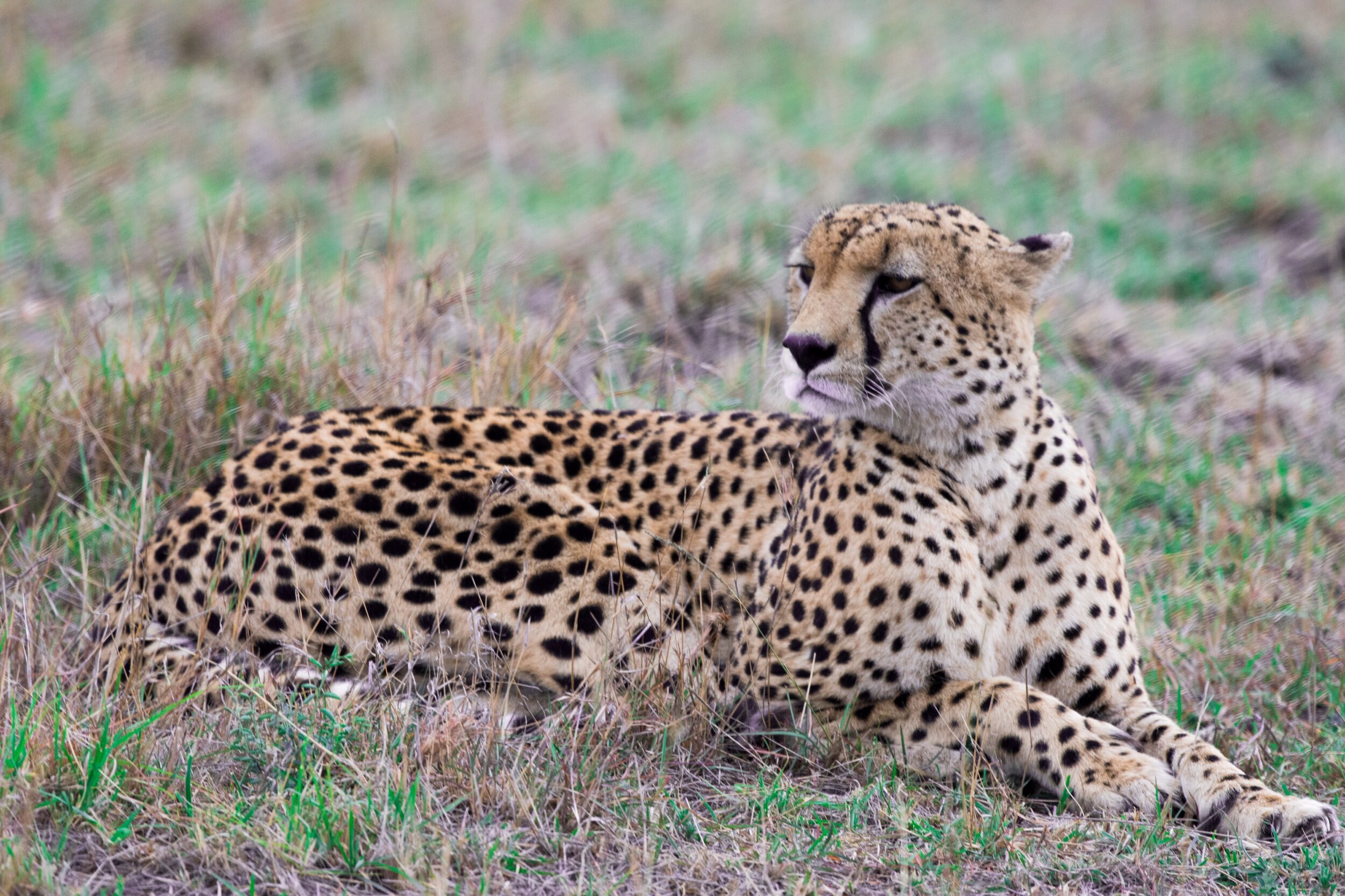 Fastest mammal on earth.