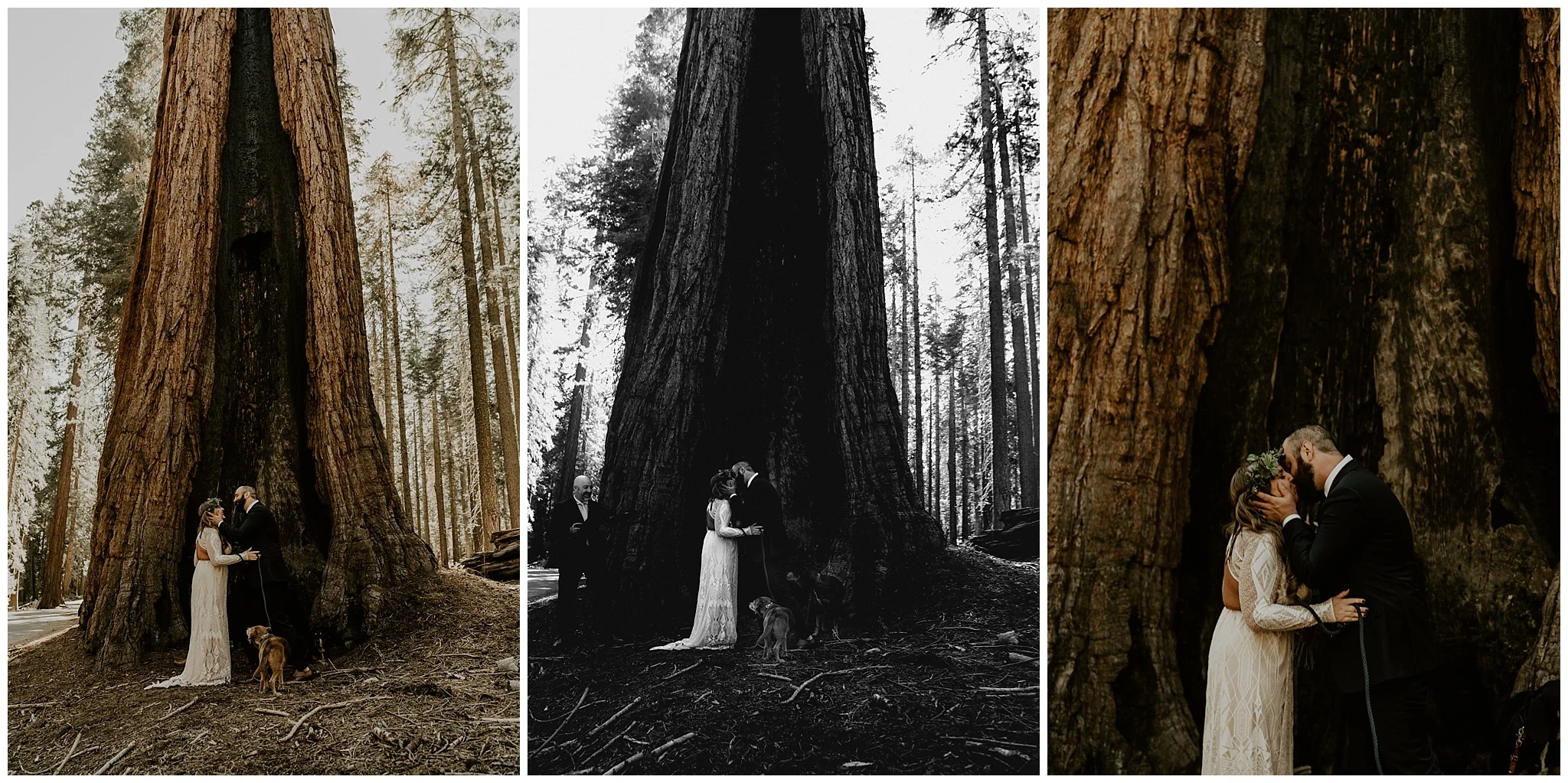 mariposa-grove-yosemite-elopement5.jpg