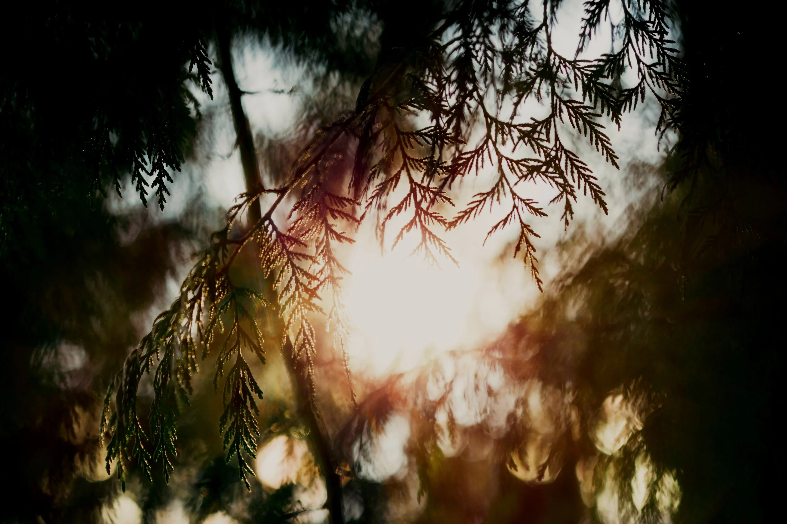 cedar+photo+by+nick+west.jpg