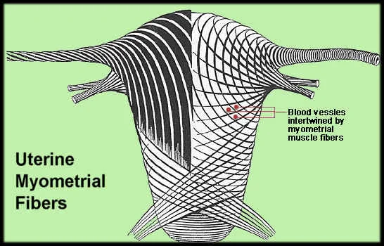 uterinemyometrialfibers.jpg