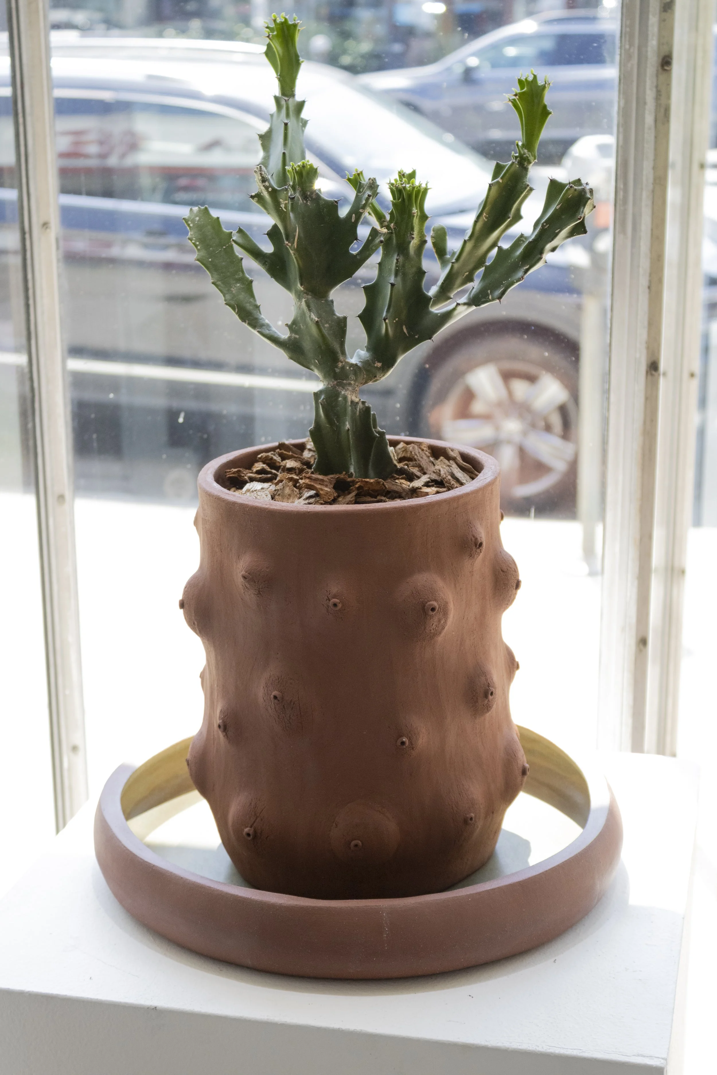 Fertility Pot