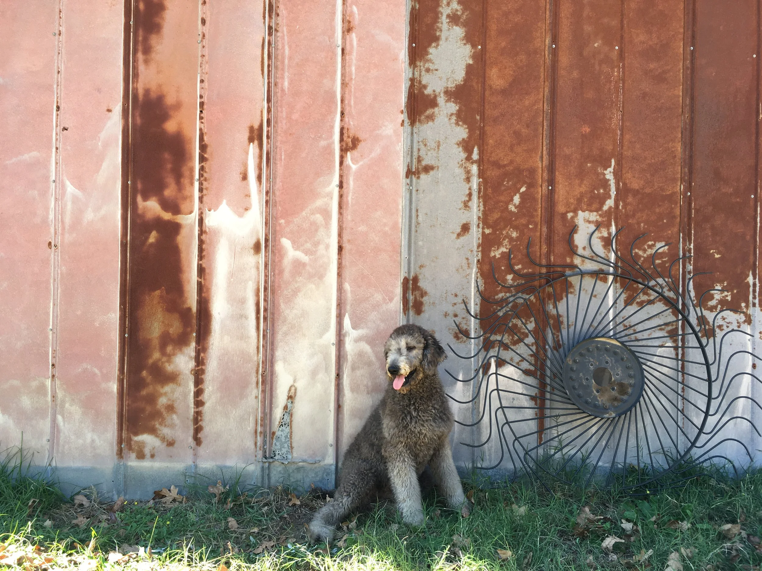 montgomery springerdoodles