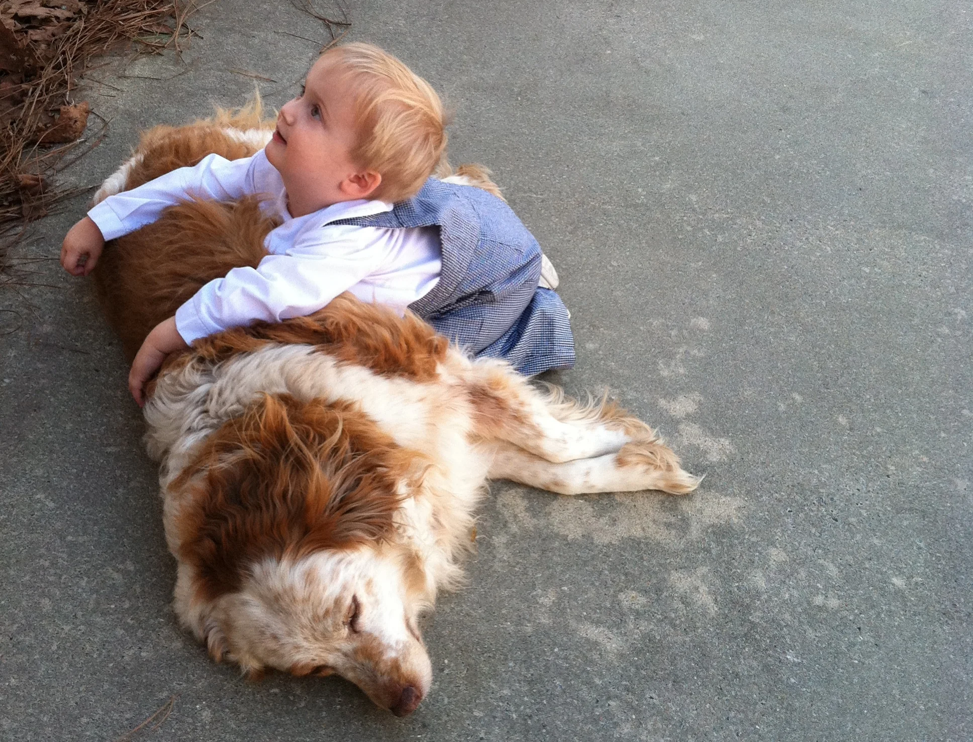 great pyrenees and australian shepherd mix