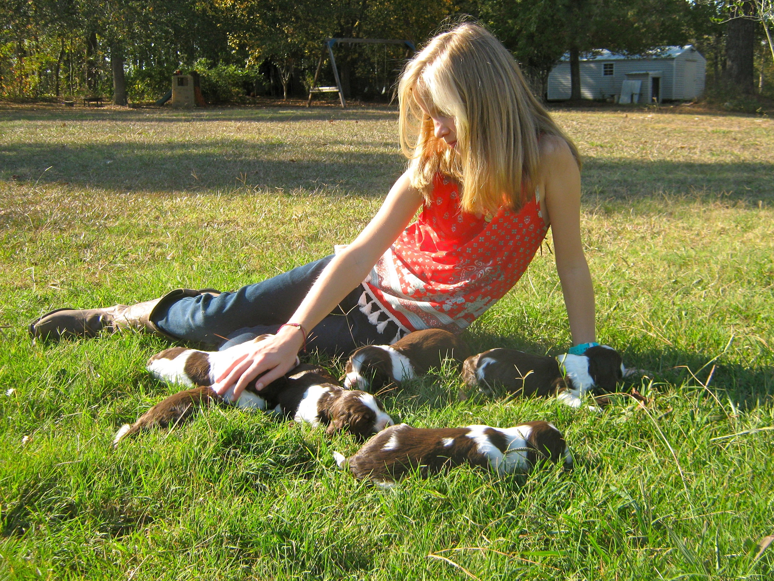 Maclaine with a litter of Springers