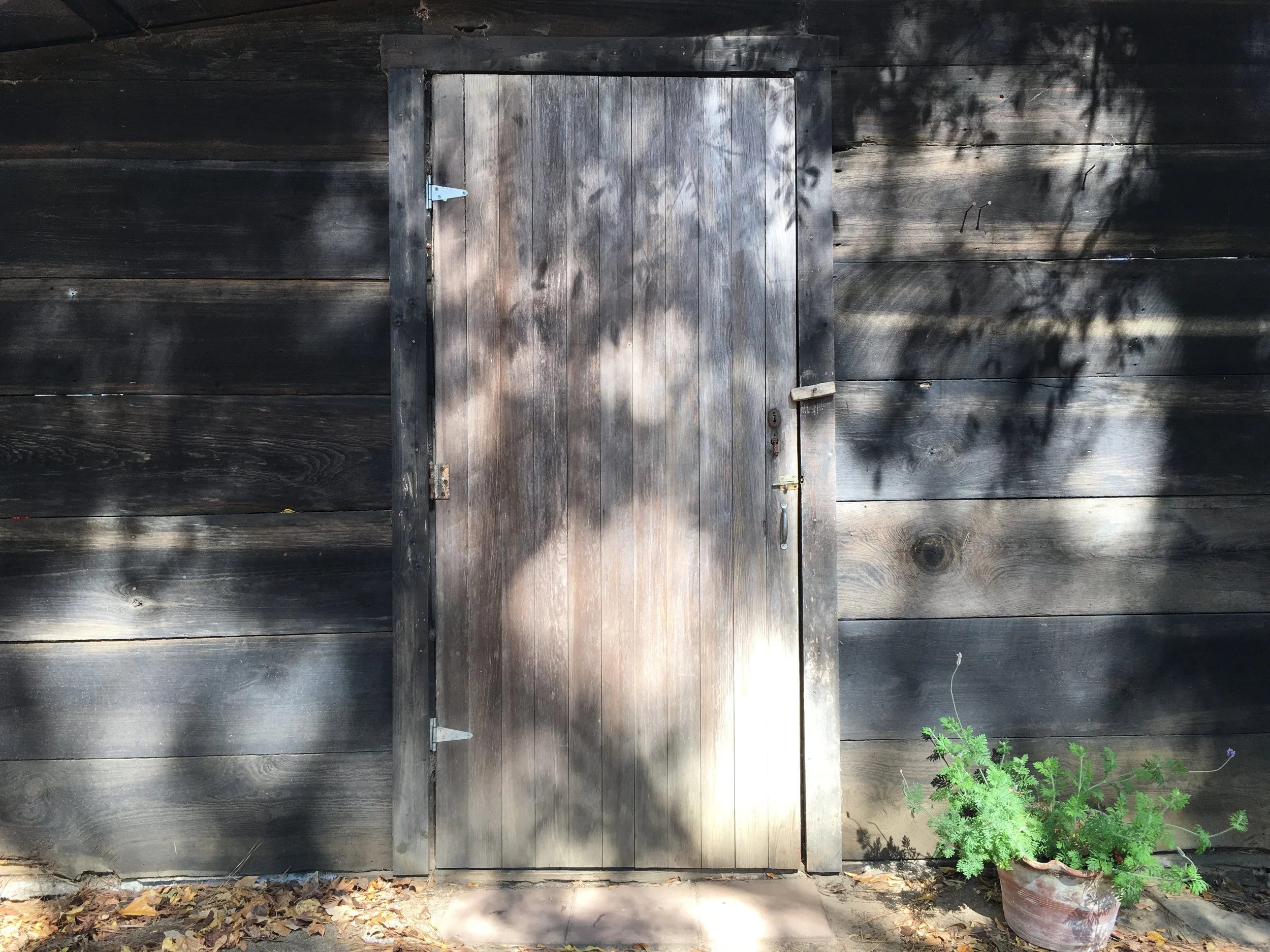 montgomery springerdoodles