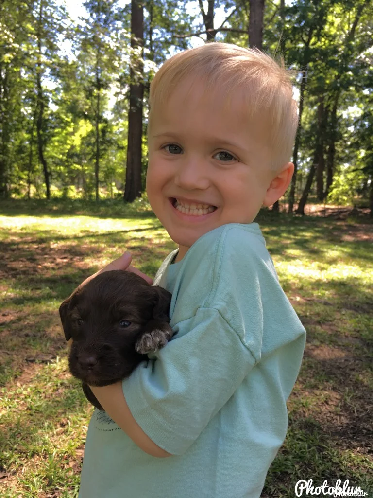 montgomery springerdoodles