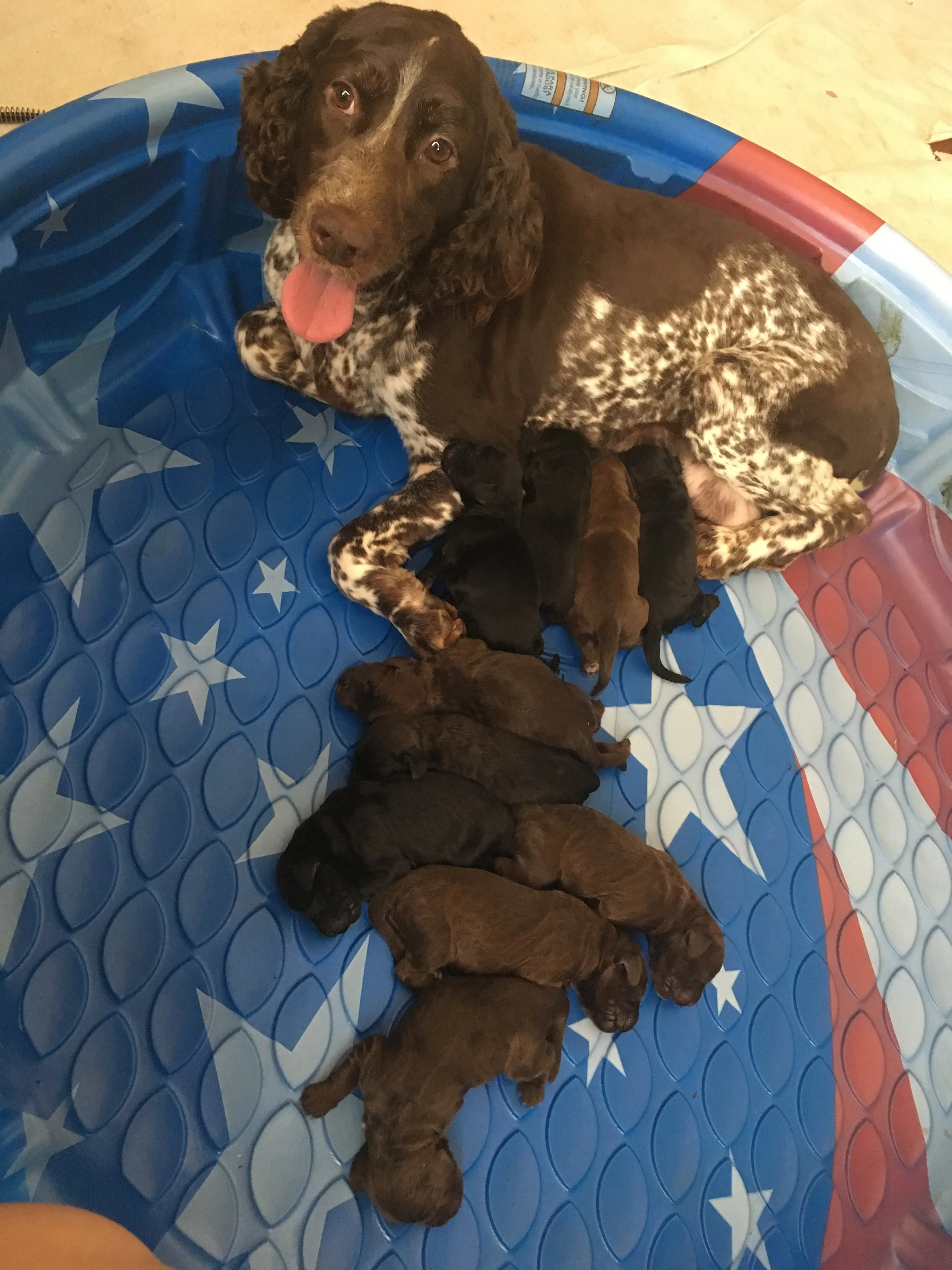 montgomery springerdoodles