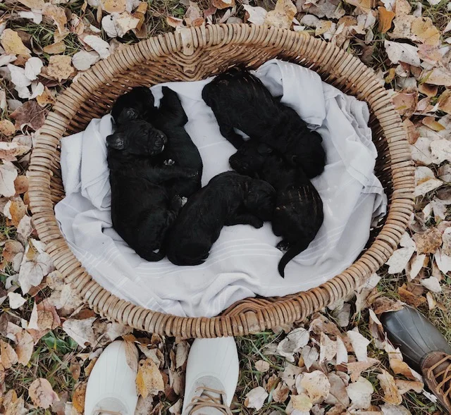 montgomery springerdoodles