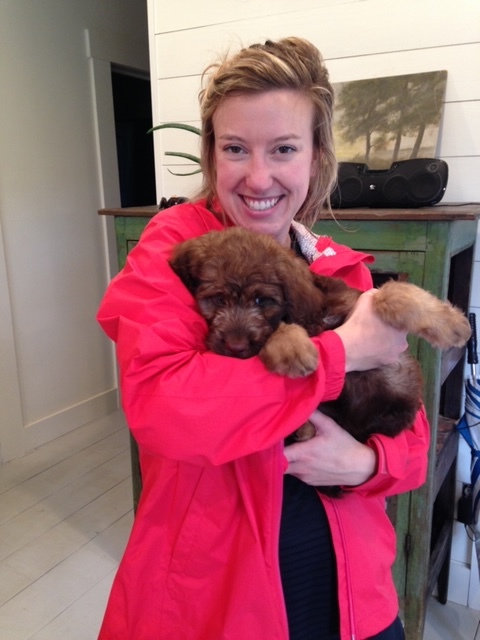 montgomery springerdoodles