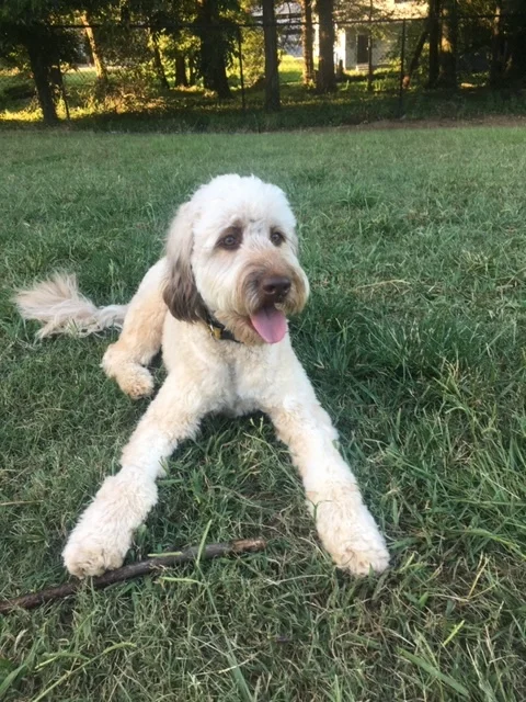 montgomery springerdoodles