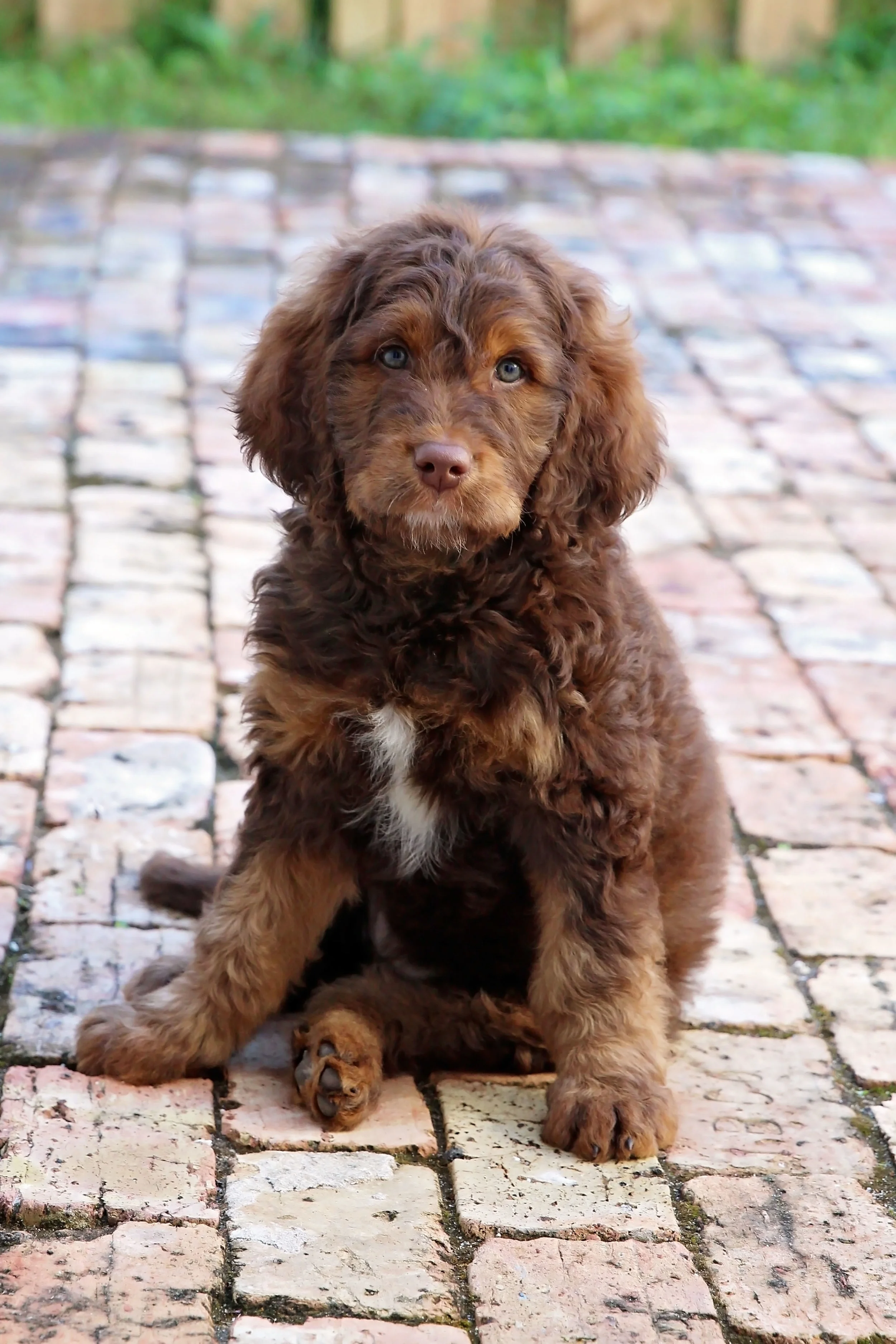 montgomery springerdoodles