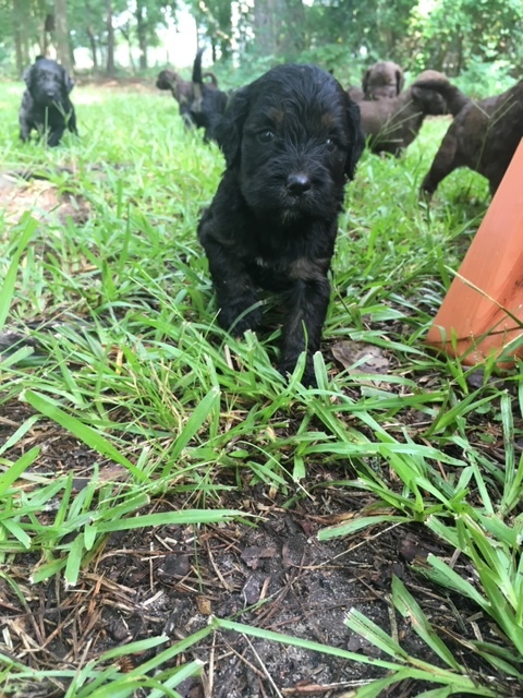 montgomery springerdoodles