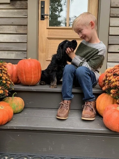 montgomery springerdoodles